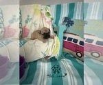Small #6 French Bulldog