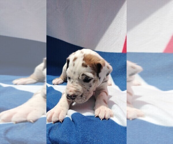 Medium Photo #1 Great Dane Puppy For Sale in ALVARADO, TX, USA