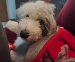 Small Photo #60 Old English Sheepdog Puppy For Sale in WILMINGTON, OH, USA