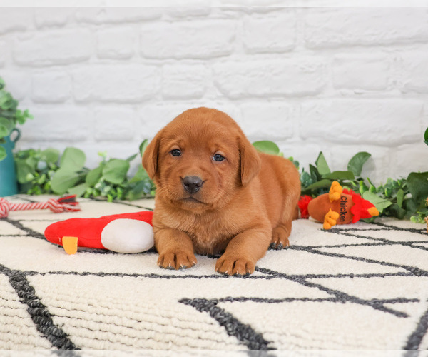 Medium Photo #3 Labrador Retriever Puppy For Sale in SYRACUSE, IN, USA