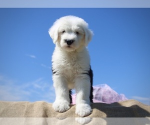 Old English Sheepdog Puppy for sale in FAIR GROVE, MO, USA