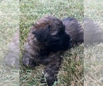 Small #2 Soft Coated Wheaten Terrier