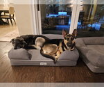 Small #1 German Shepherd Dog