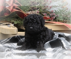 Shih-Poo Puppy for sale in CENTRALIA, IL, USA