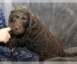 Small Photo #1 Labradoodle Puppy For Sale in JOPLIN, MO, USA