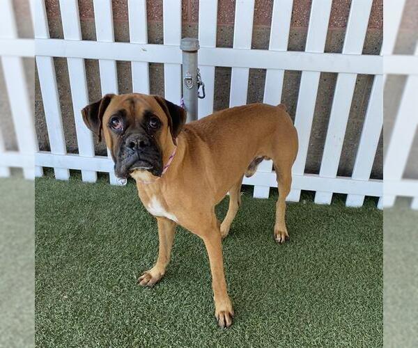 Medium Photo #1 Boxer Puppy For Sale in Modesto, CA, USA
