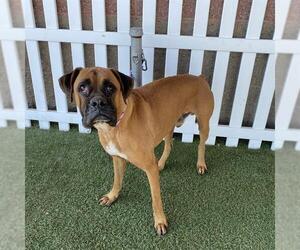 Boxer Dogs for adoption in Modesto, CA, USA