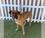 Small Boxer
