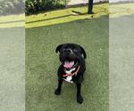 Small #1 Staffordshire Bull Terrier Mix