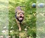 Small #5 American Staffordshire Terrier-Bulldog Mix