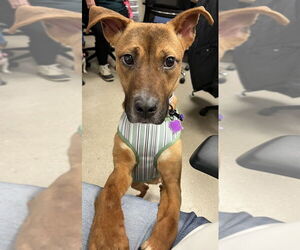 Mutt Dogs for adoption in Mundelein, IL, USA