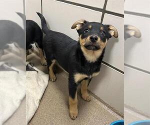 German Shepherd Dog-Unknown Mix Dogs for adoption in Fort Wayne, IN, USA