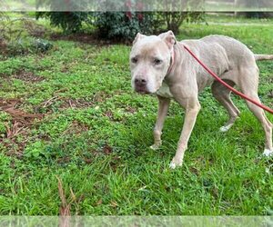 Priscilla (GA) a/k/a Prissy - Female Mutt Dog for Adoption - Photo #10