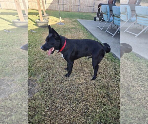 Medium Photo #4 Labrador Retriever-Unknown Mix Puppy For Sale in Dallas, TX, USA