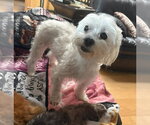 Small #7 Maltese