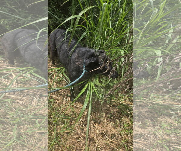 Medium Photo #1 Labrador Retriever-Unknown Mix Puppy For Sale in Jackson, MS, USA