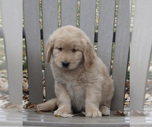 Golden Retriever Puppy for sale in FREDERICKSBURG, OH, USA