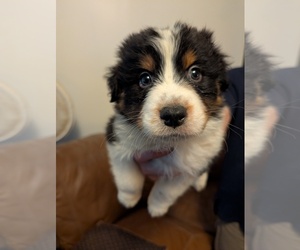 Australian Shepherd Puppy for sale in JOSHUA TREE, CA, USA