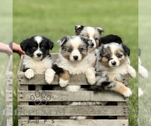 Medium Photo #2 Australian Shepherd Puppy For Sale in NEW PROVIDENCE, PA, USA