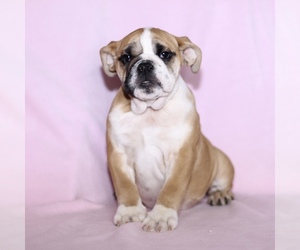 English Bulldog Puppy for sale in LAKEWOOD VILLAGE, TX, USA