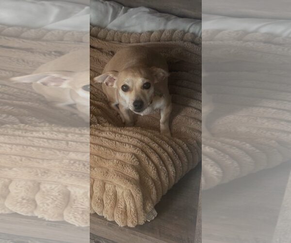 Medium Photo #2 Chihuahua Puppy For Sale in Jackson Township, NJ, USA