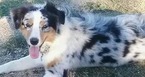 Small Photo #1 Australian Shepherd Puppy For Sale in BERTRAM, TX, USA