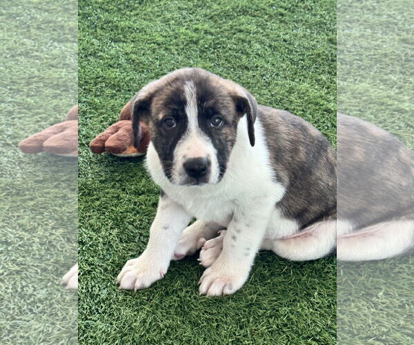 Medium Photo #1 Mutt Puppy For Sale in Sanford, FL, USA