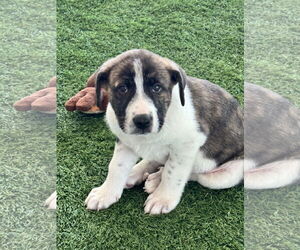 Mutt Dogs for adoption in Sanford, FL, USA