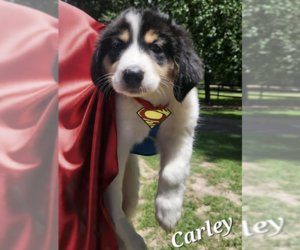 Mutt Dogs for adoption in Cranston, RI, USA
