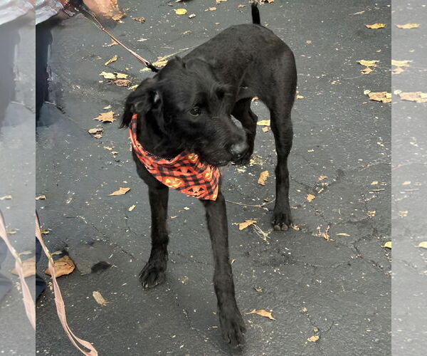 Medium Photo #3 Labrador Retriever-Unknown Mix Puppy For Sale in Batavia, OH, USA