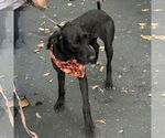 Small #2 Labrador Retriever Mix