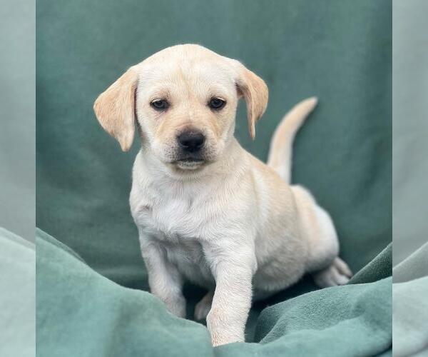 Medium Photo #1 Labrador Retriever-Unknown Mix Puppy For Sale in San Diego, CA, USA