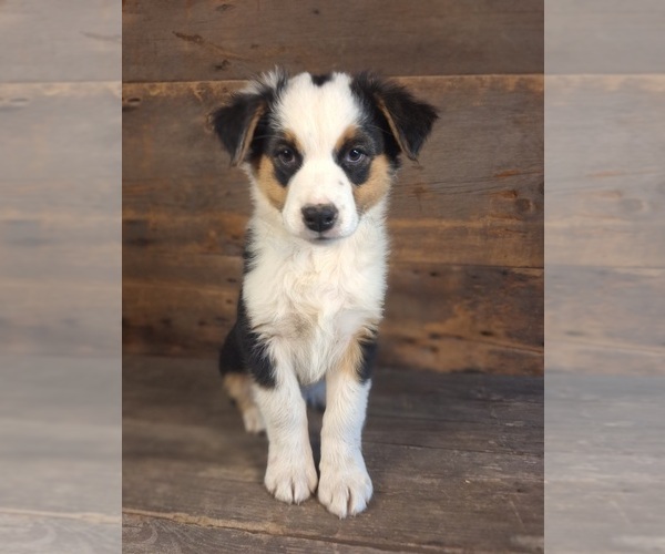 Medium Photo #1 Australian Shepherd Puppy For Sale in SAINT JOHNS, MI, USA