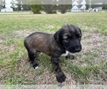Small Photo #11 Afghan Hound Puppy For Sale in VIDALIA, GA, USA