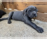 Small Photo #1 Cane Corso Puppy For Sale in PINE GROVE, CA, USA