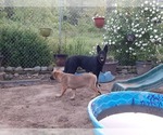 Small Photo #16 Malinois Puppy For Sale in ORCHARDS, WA, USA