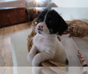 Chorkie Puppy for sale in ANN ARBOR, MI, USA