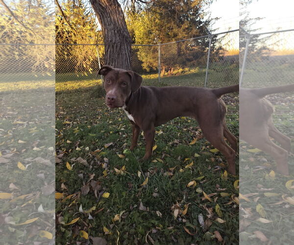 Medium Photo #4 Labrador Retriever-Unknown Mix Puppy For Sale in Minneapolis, MN, USA