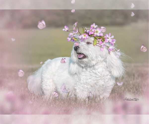 Medium Photo #1 Coton de Tulear Puppy For Sale in BIG RAPIDS, MI, USA