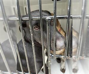 Labrador Retriever-Unknown Mix Dogs for adoption in Houston, TX, USA