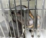 Small Labrador Retriever Mix