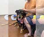 Small #4 Rottweiler