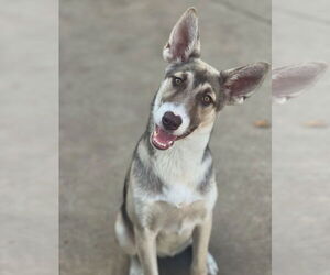 Siberian Husky-Unknown Mix Dogs for adoption in Dana Point, CA, USA