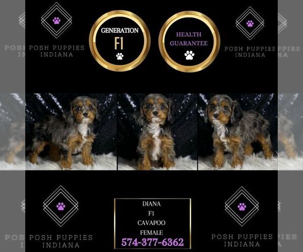 Medium Photo #2 Cavapoo Puppy For Sale in WARSAW, IN, USA