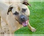 Small #1 Black Mouth Cur Mix