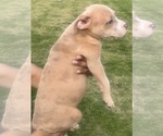 Small #18 American Bully