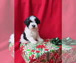Small Photo #7 Poovanese Puppy For Sale in SHELBY, OH, USA