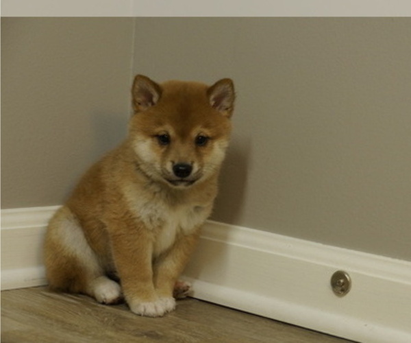 Medium Photo #27 Shiba Inu Puppy For Sale in CARPENTERSVILLE, IL, USA