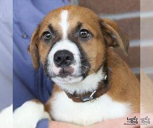Mutt Dogs for adoption in Washington, DC, USA