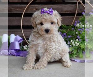 Poodle (Toy) Puppy for sale in LOWELL, MA, USA